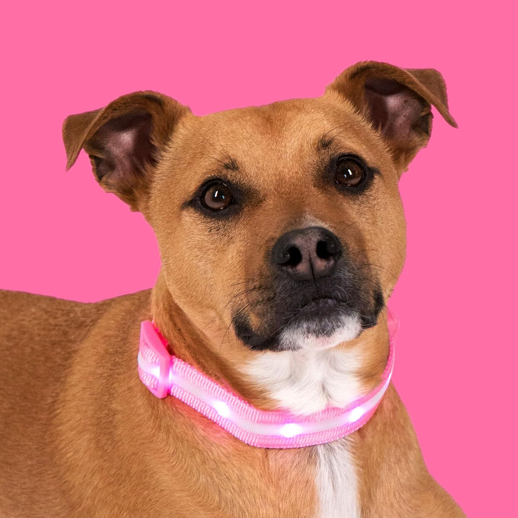 ' Safety LED Dog Collar – USB Rechargeable with Water Resistant Flashing Light