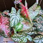 Caladium Mix Bulbs