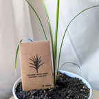Dracaena Indivisa 'Spike' Seeds