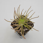 Pinguicula gypsicola {Buena Vista, San Luis Potosi, Mex}