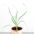 Beaucarnea Recurvata 'Ponytail Palm' Seeds