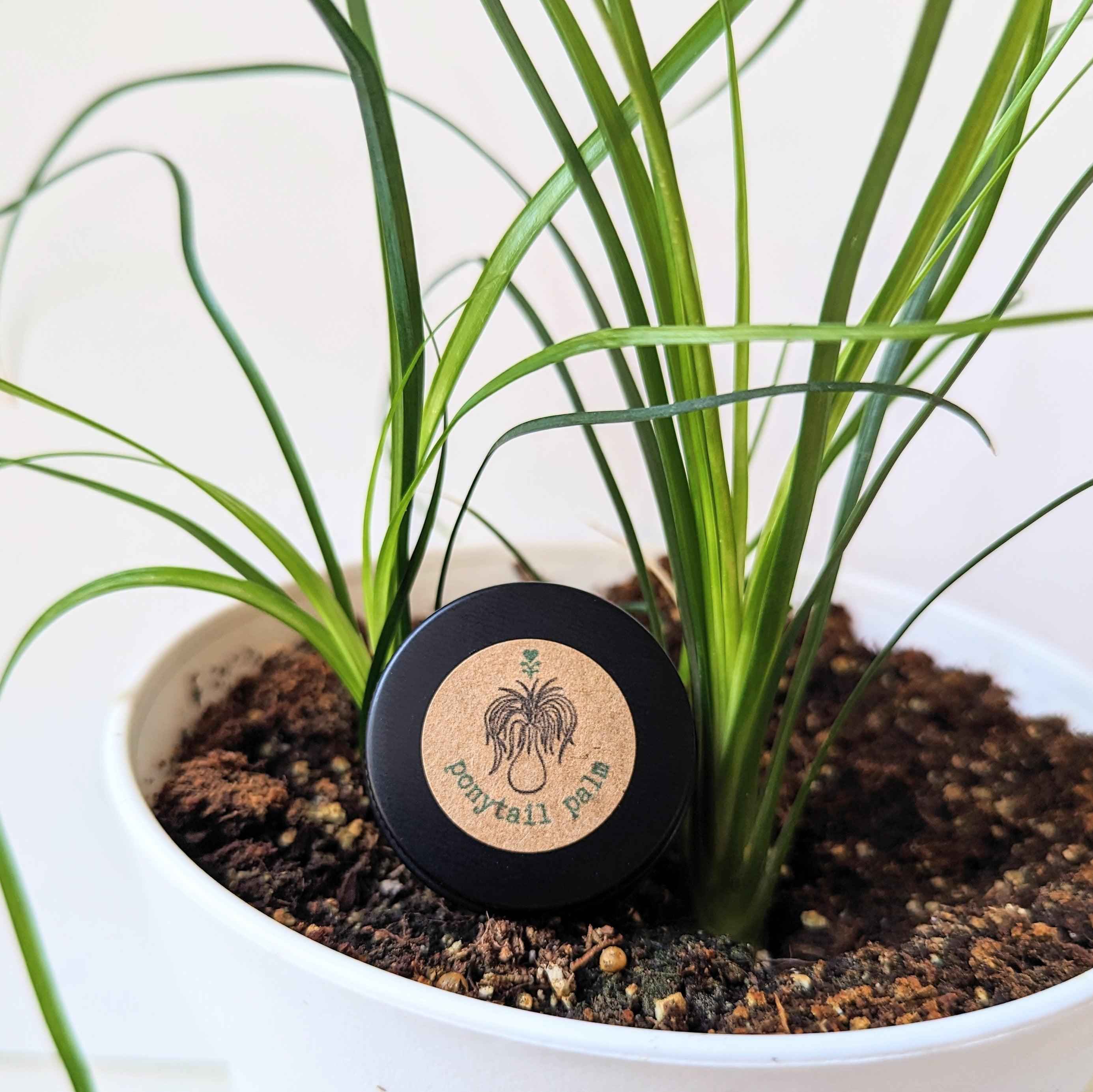 Beaucarnea Recurvata 'Ponytail Palm' Seeds