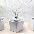 Beaucarnea Recurvata 'Ponytail Palm' Seeds