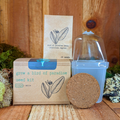 Grow a Bird of Paradise Plant Seed Kit