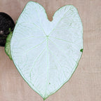 Caladium Mix Bulbs