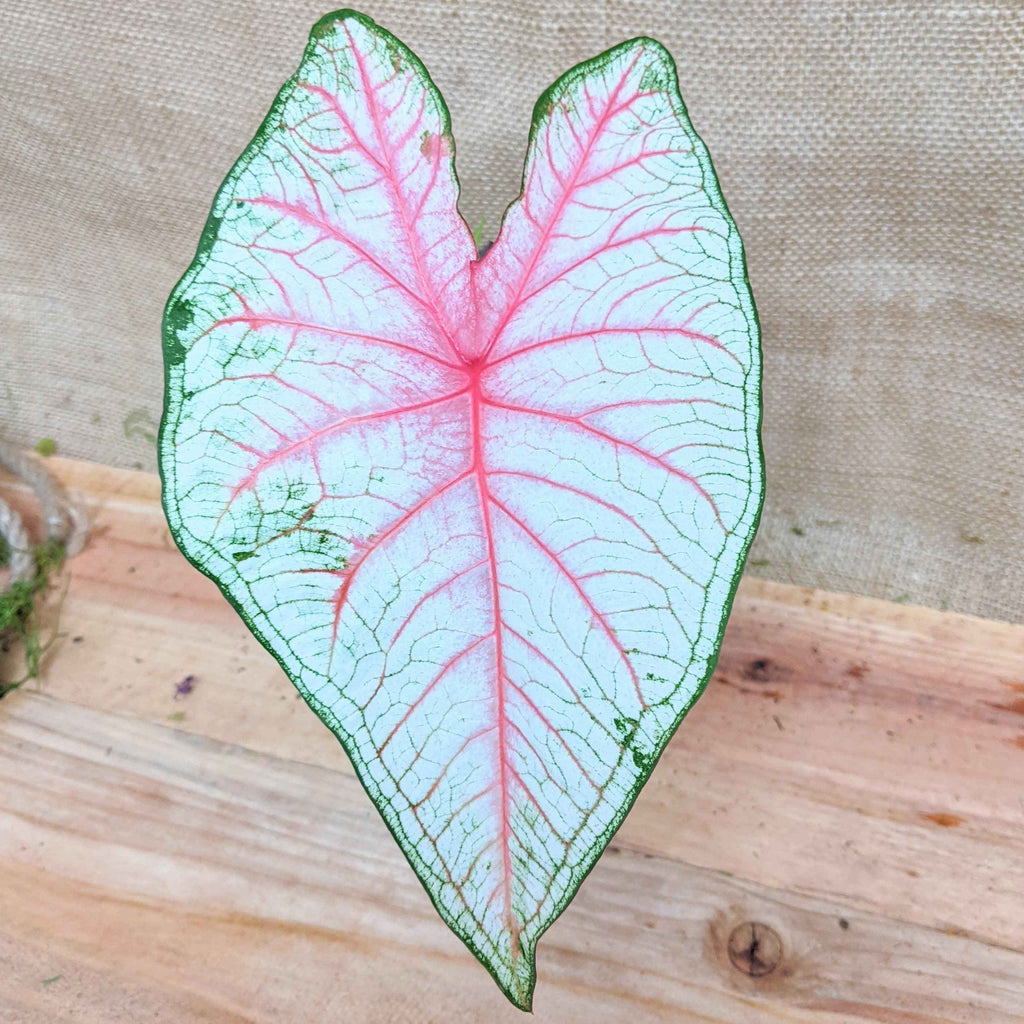 Caladium Mix Bulbs