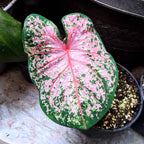 Caladium Mix Bulbs