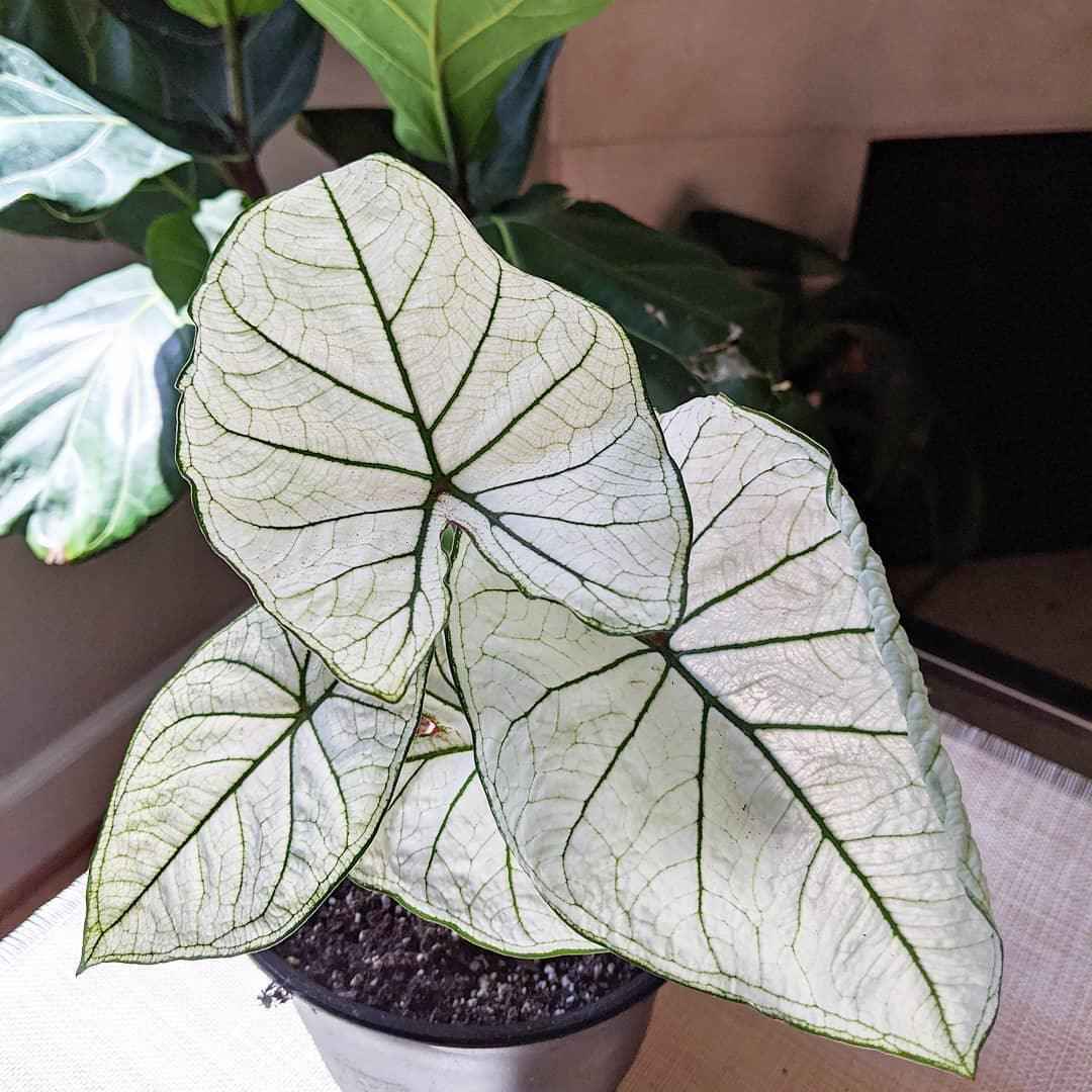 Caladium Mix Bulbs