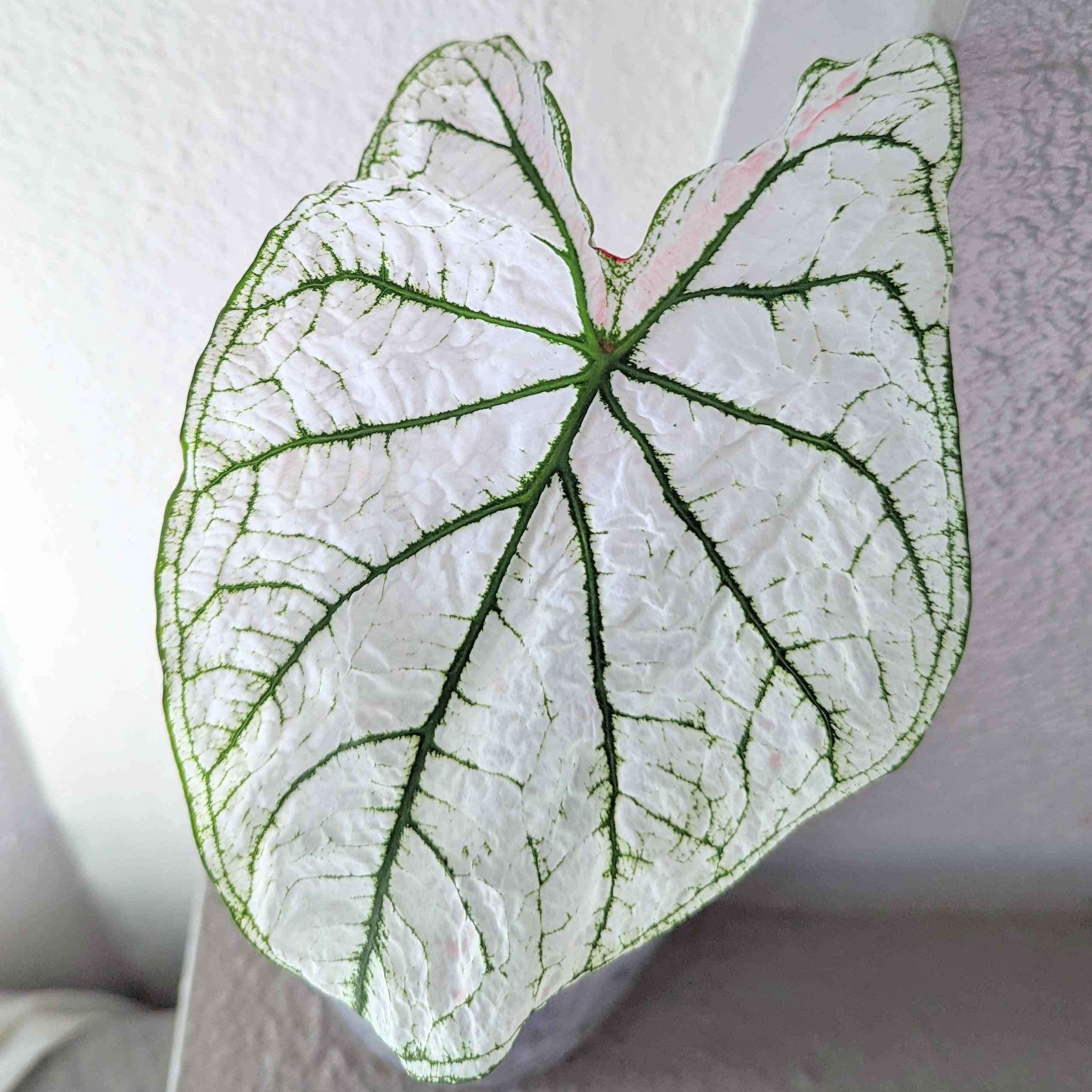 Caladium Mix Bulbs