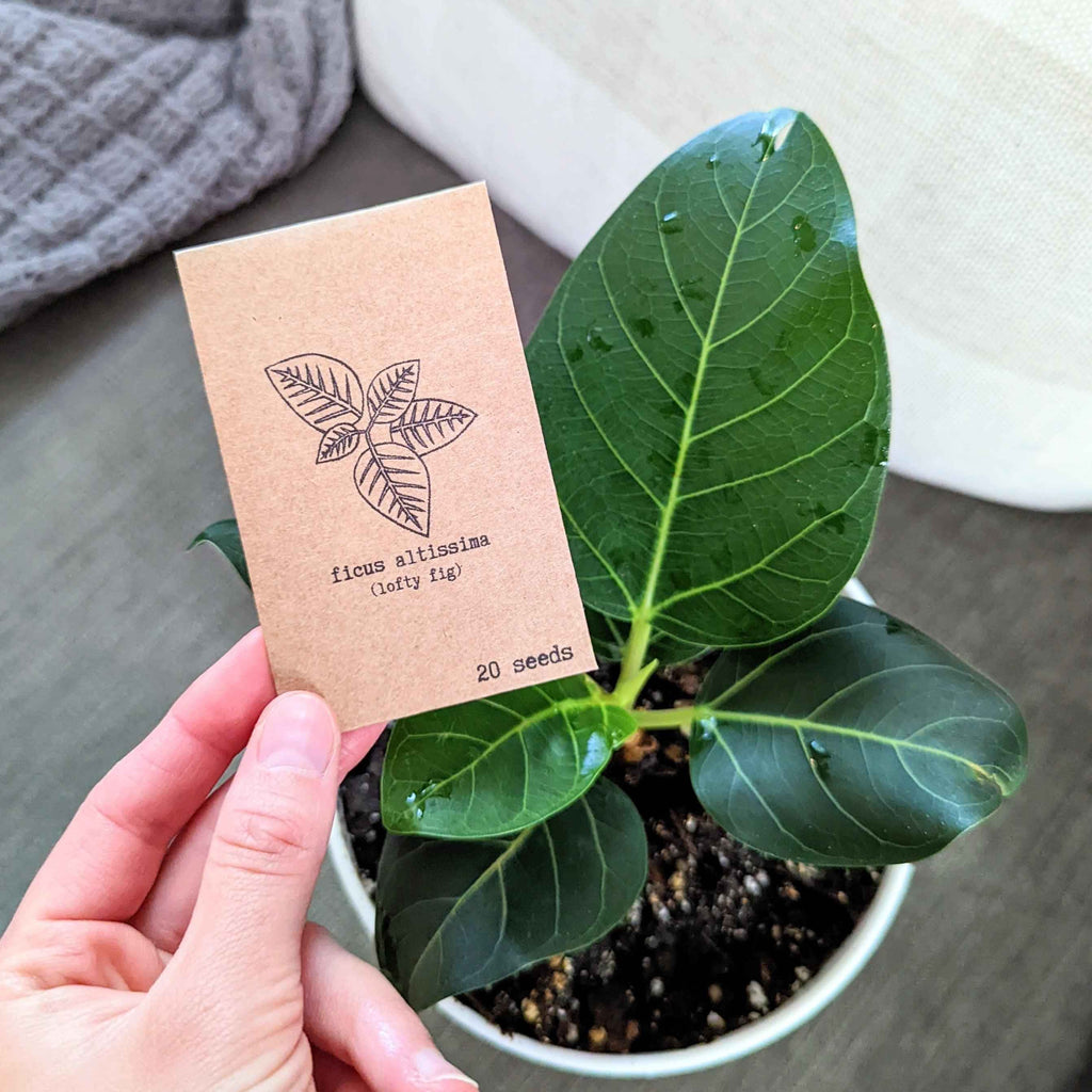 Ficus 'Fig Tree' Seeds
