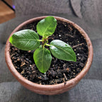 Ficus 'Fig Tree' Seeds