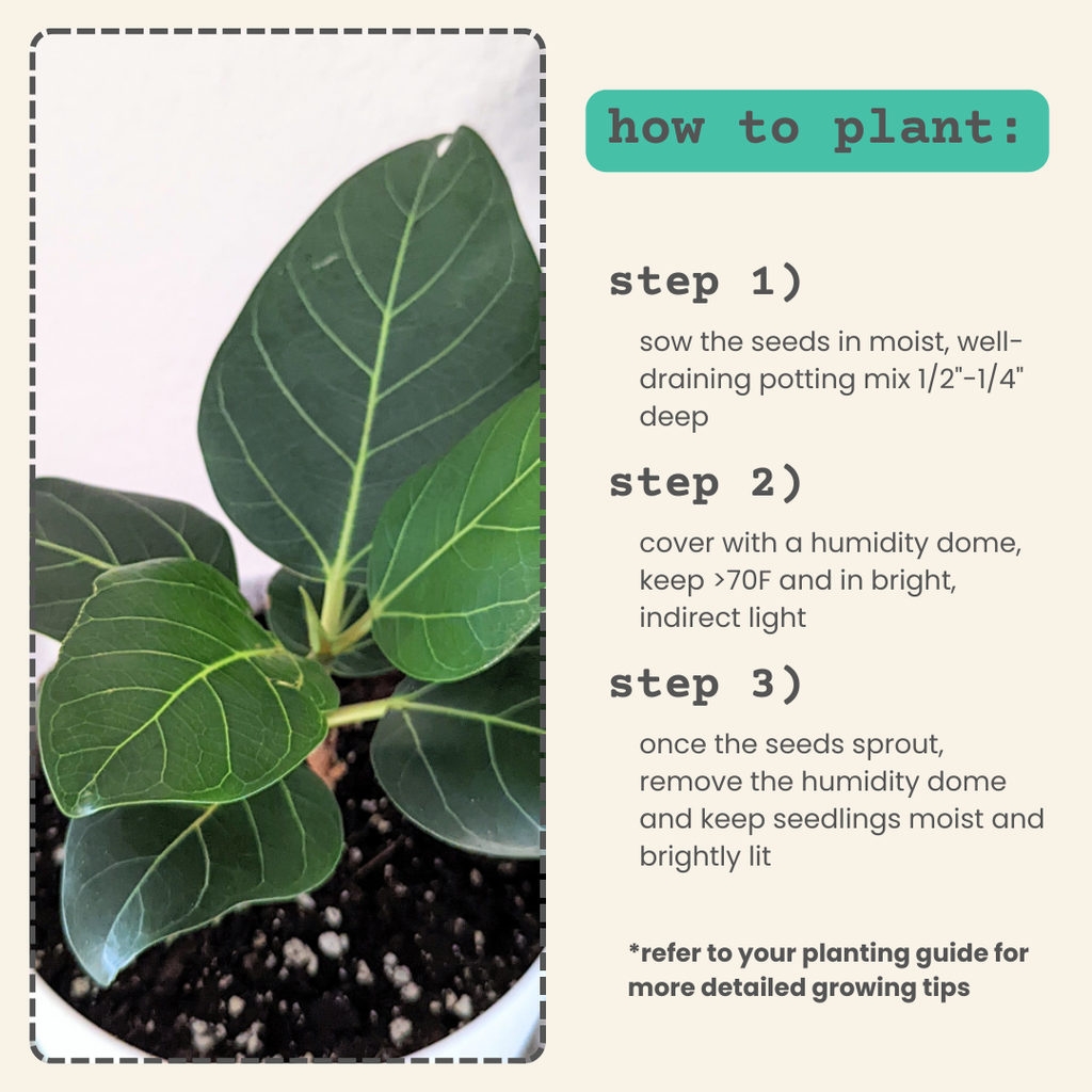 Ficus 'Fig Tree' Seeds