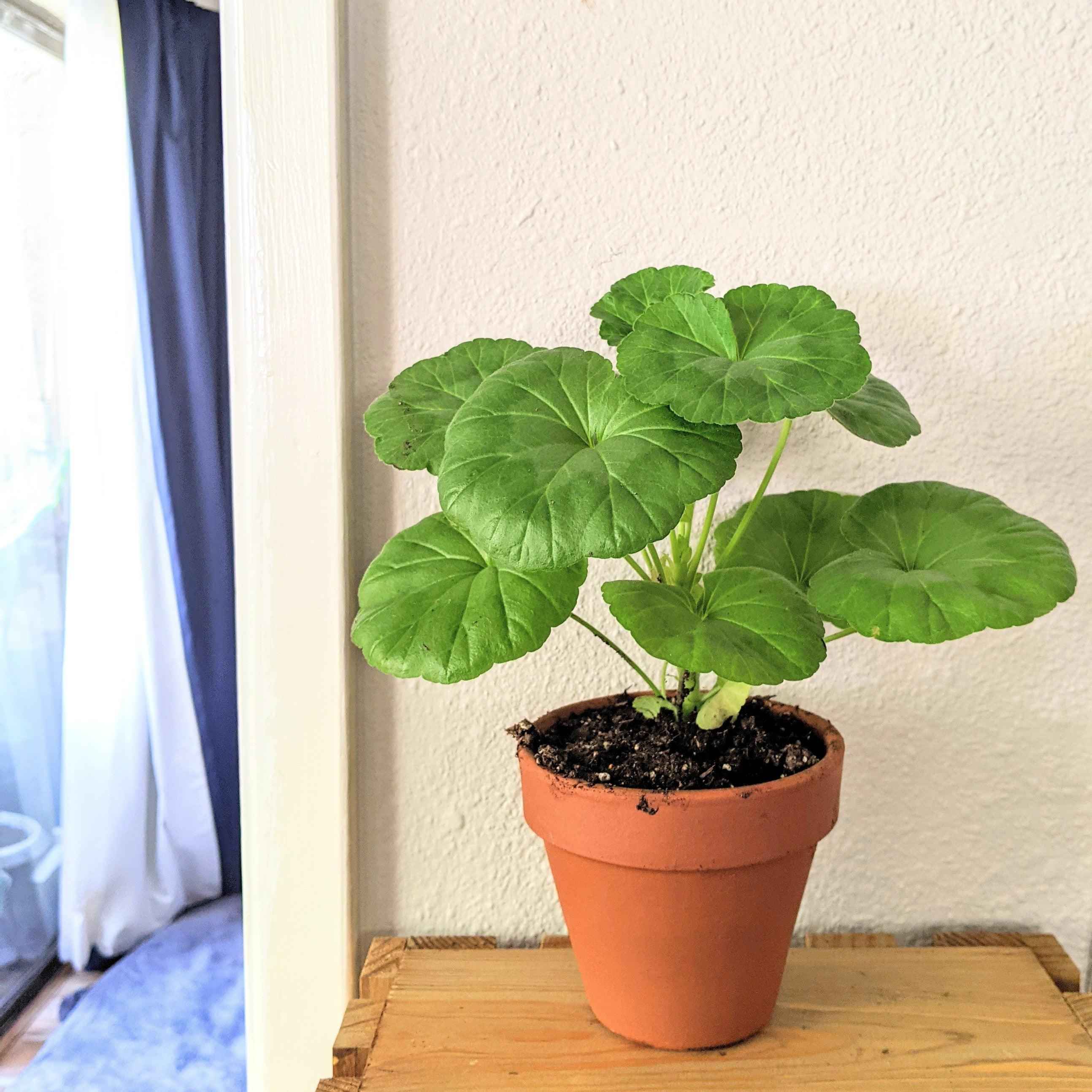 Geranium Seeds