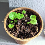 Geranium Seeds