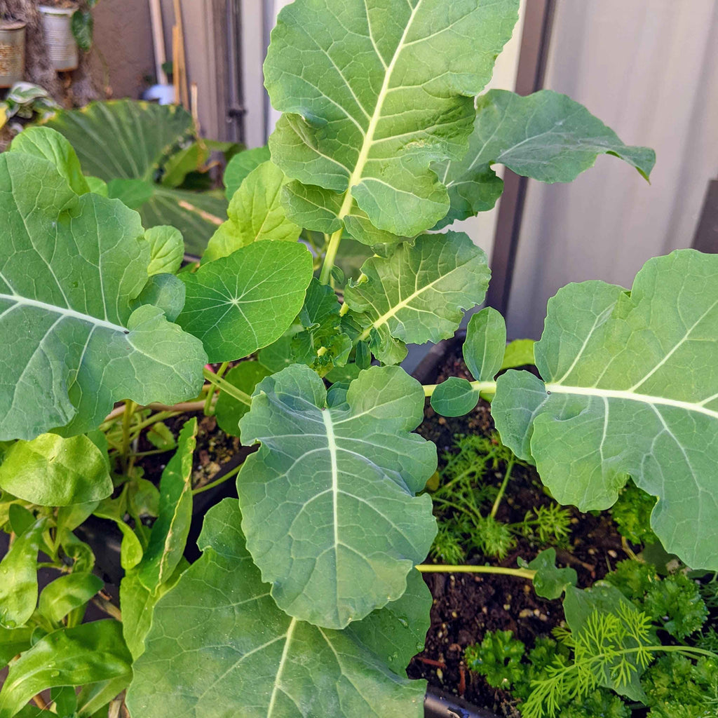 Organic Broccoli Seeds