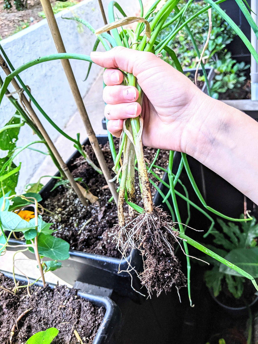 Organic Green Onion Seeds
