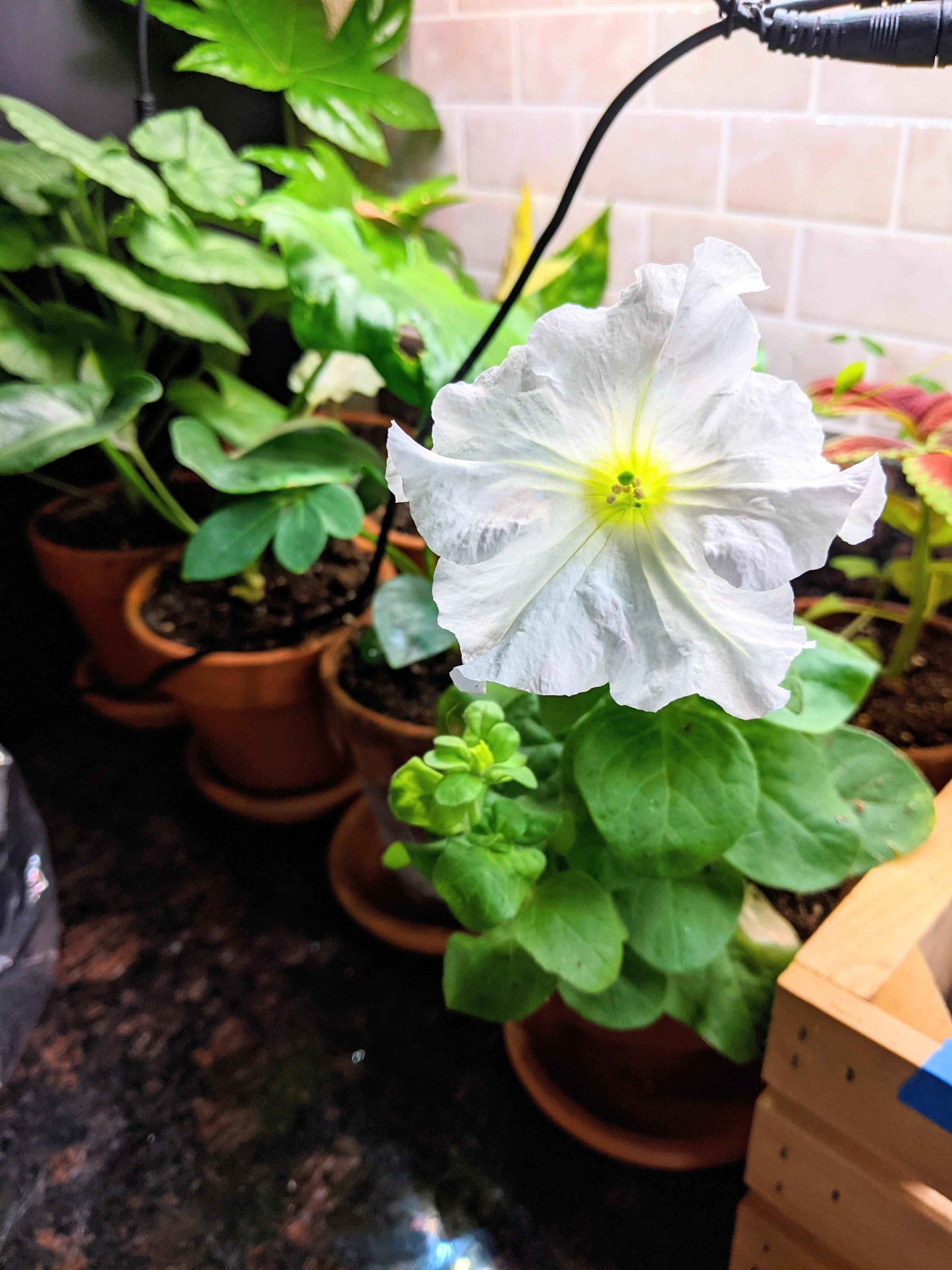 Petunia Seeds