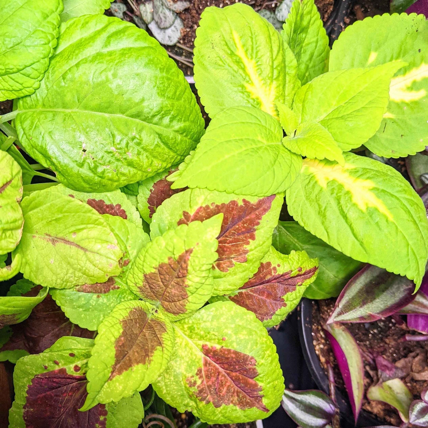 Rainbow Coleus Seeds