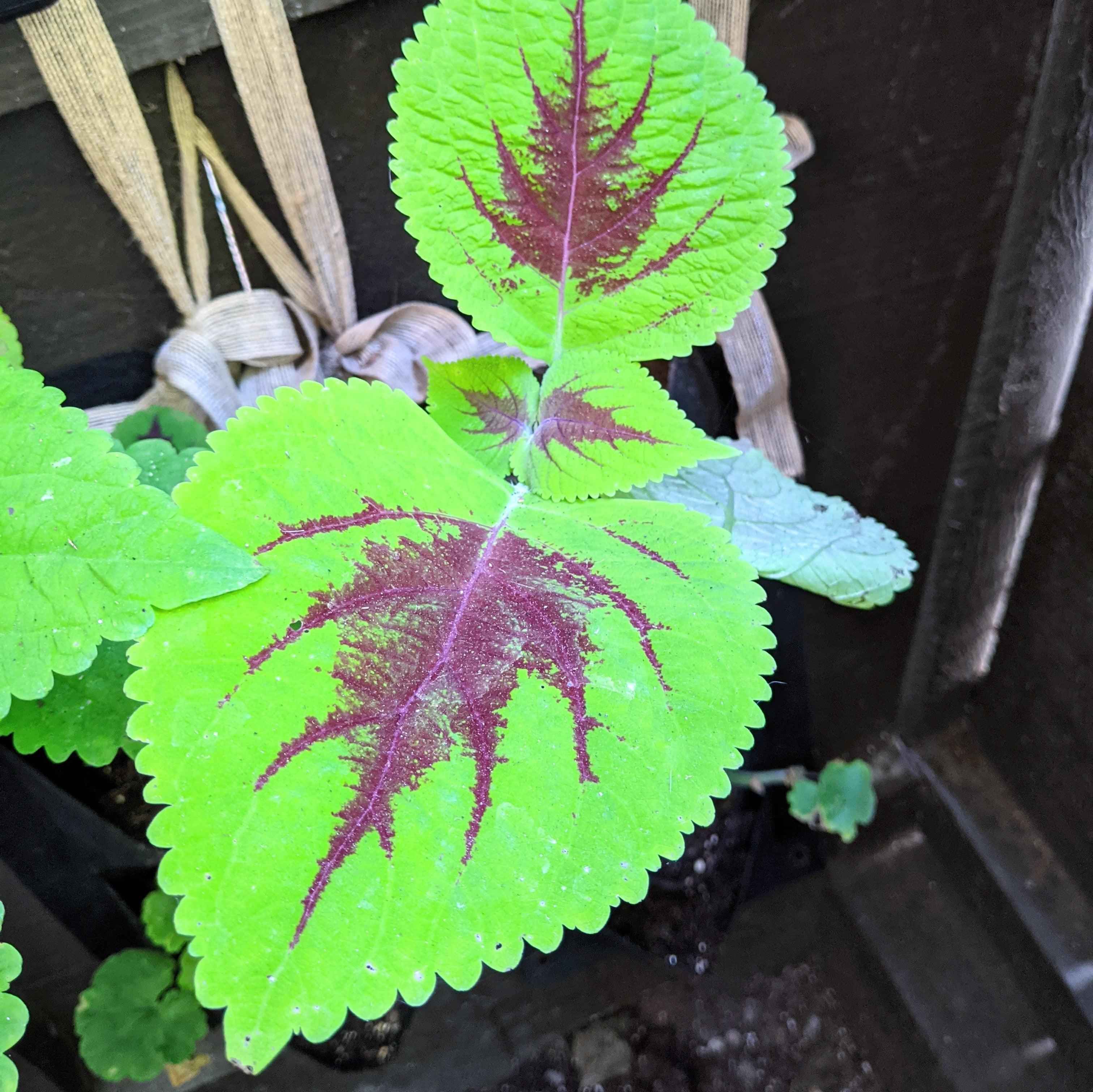 Rainbow Coleus Seeds